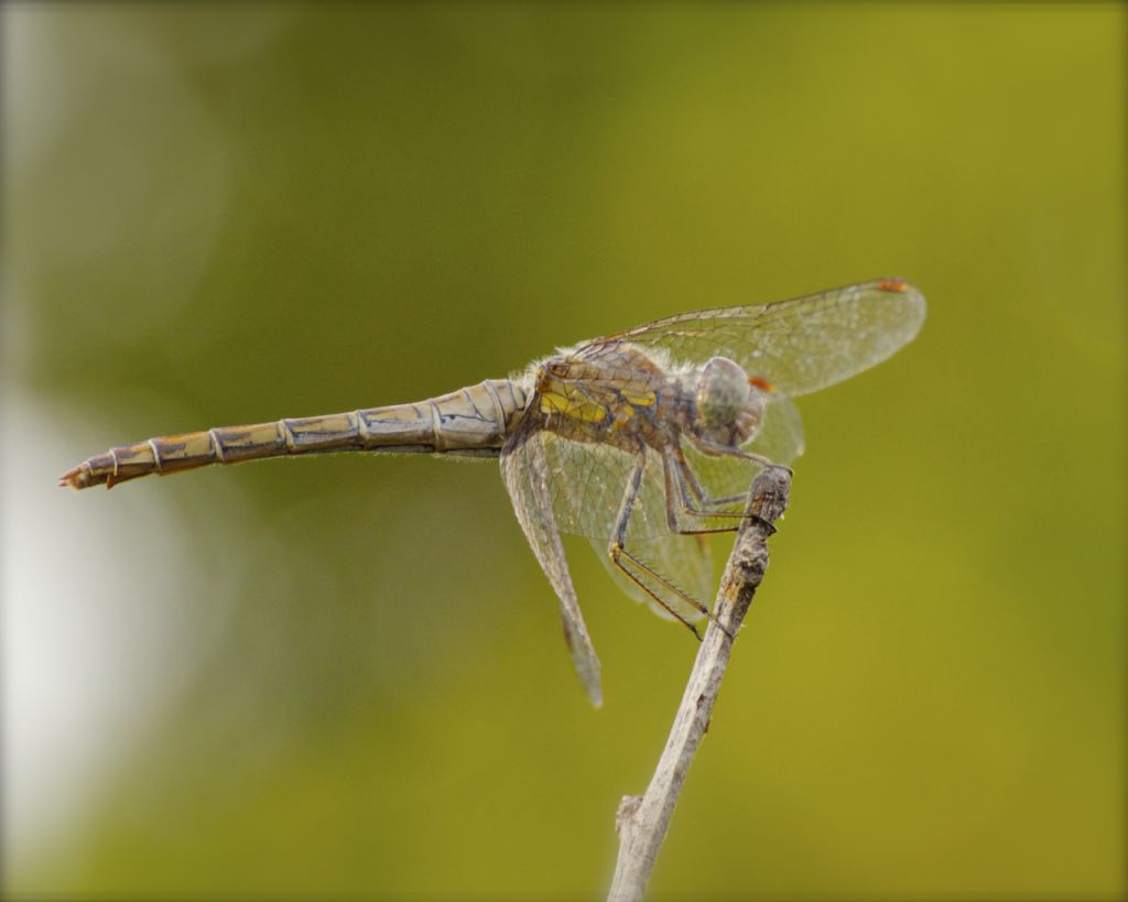 Libellulidae da identificare